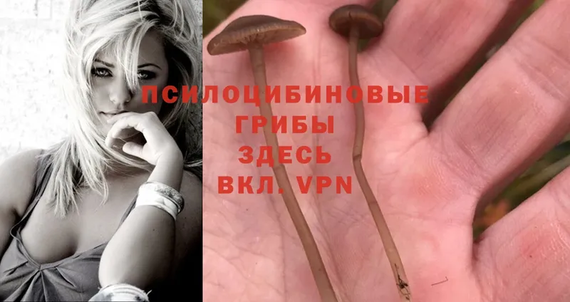 Псилоцибиновые грибы MAGIC MUSHROOMS  Городовиковск 